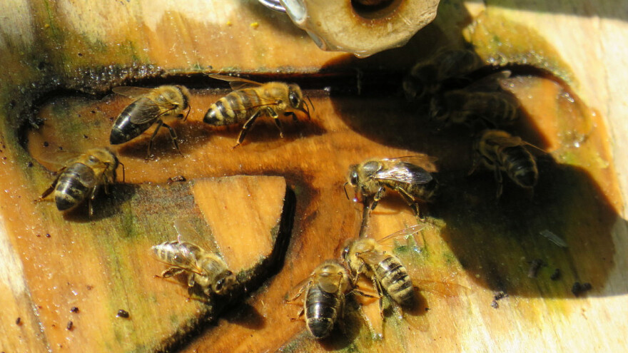 Voda je neophodna u blizini košnica - kako napraviti pojilice?