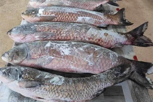 Policija ribiču upala u dom zbog oštećenog čamca pa mu oduzeli 112 kg ribe