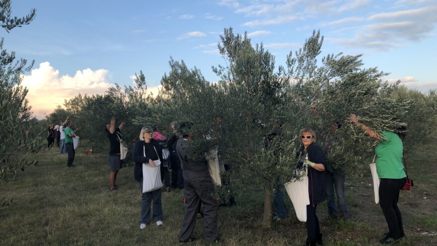 Nekada ne bi ni maslinu s pizze pojeli, danas s uljem Valencano osvajaju zlatne medalje