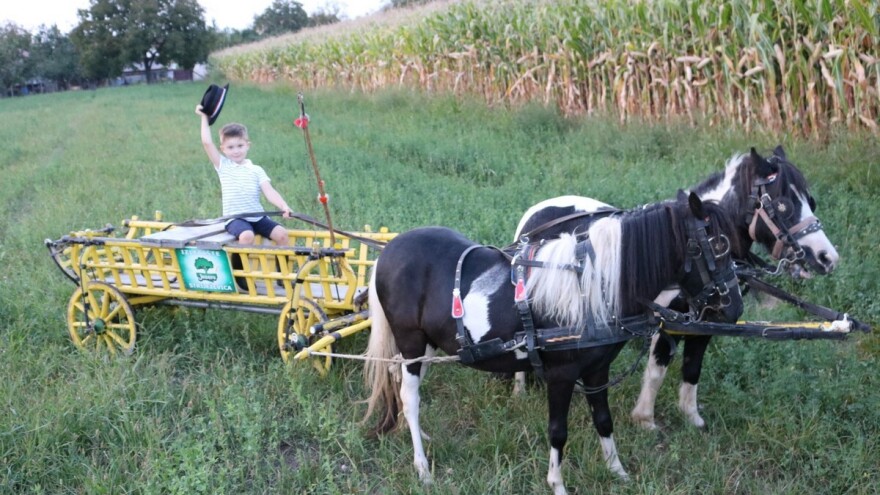 Mali Luka (3) priprema svatovsku zapregu za festivalsku povorku u Požegi