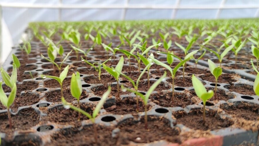 Prepoznajte simptome polijeganja rasada: Kako na vrijeme spriječiti ovu bolest?