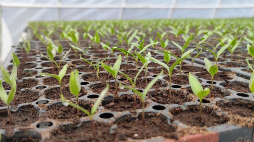 Prepoznajte simptome poleganja rasada: Kako da na vreme sprečite ovu bolest?