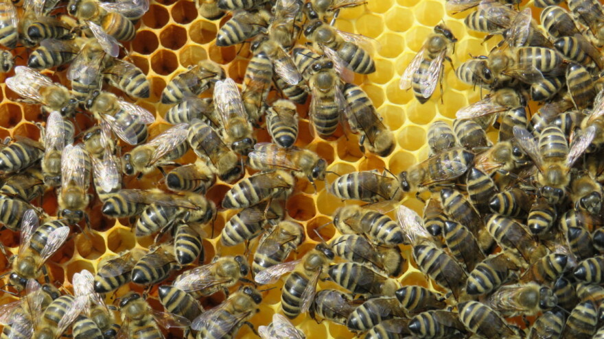 Kiše smanjile količinu meda