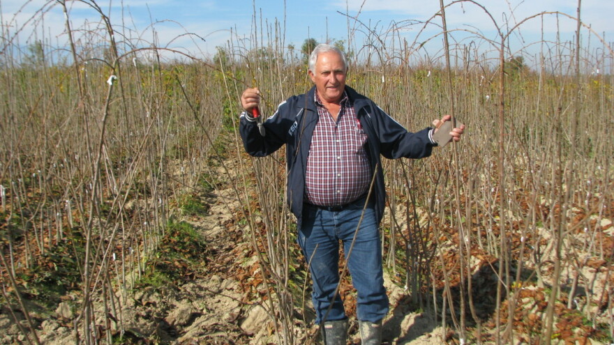 Voćari prekalemljavanjem ispravljaju ranije greške i mijenjaju sortiment