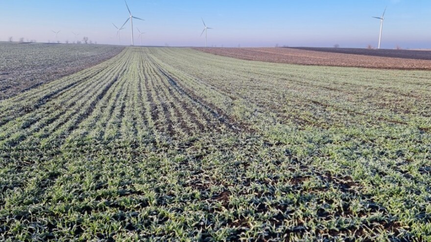 Kakvo je stanje ozimih žitarica na terenu?