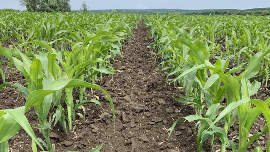 Folijarna gnojiva: Mala investicija koja vodi do velikih rezultata