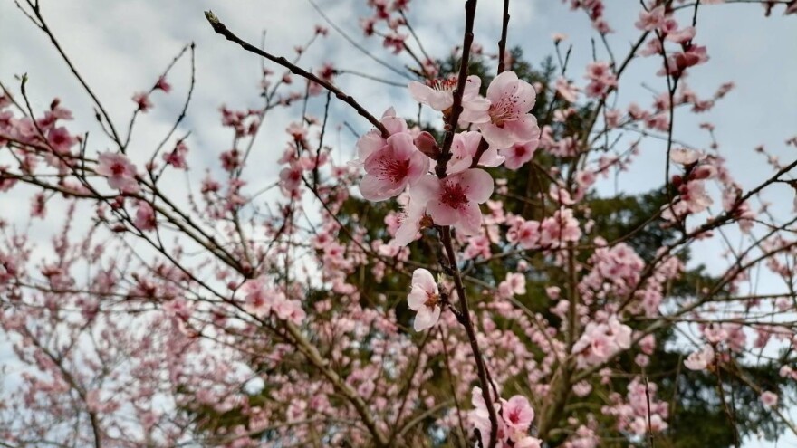 Mraz u Topličkom okrugu "obrao" rod kajsije i breskve?