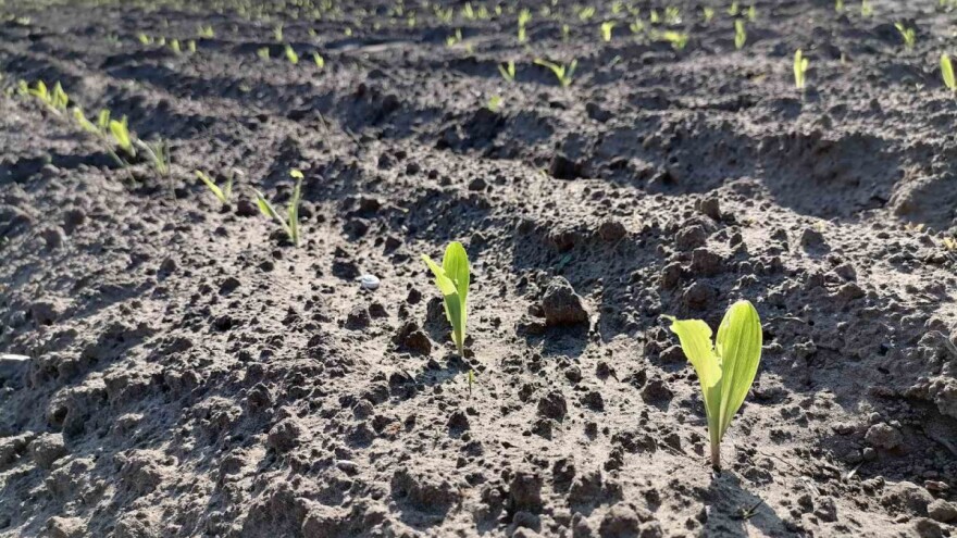 Kašnjenje setve kukuruza neće značajno uticati na prinos?