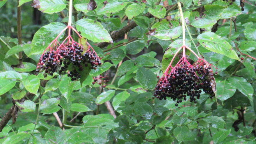 Crna zova - zaboravljena biljka koja je ukusna i lekovita