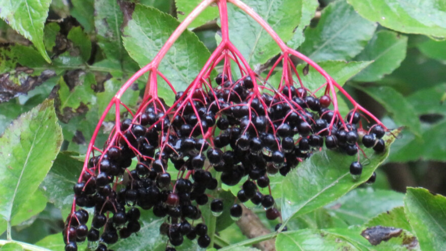 Ukusne i lekovite bobice zove: Oprez sa svežim plodovima!