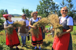 Žetva zobi na tradicijski način – doživljaj povijesti iz prve ruke