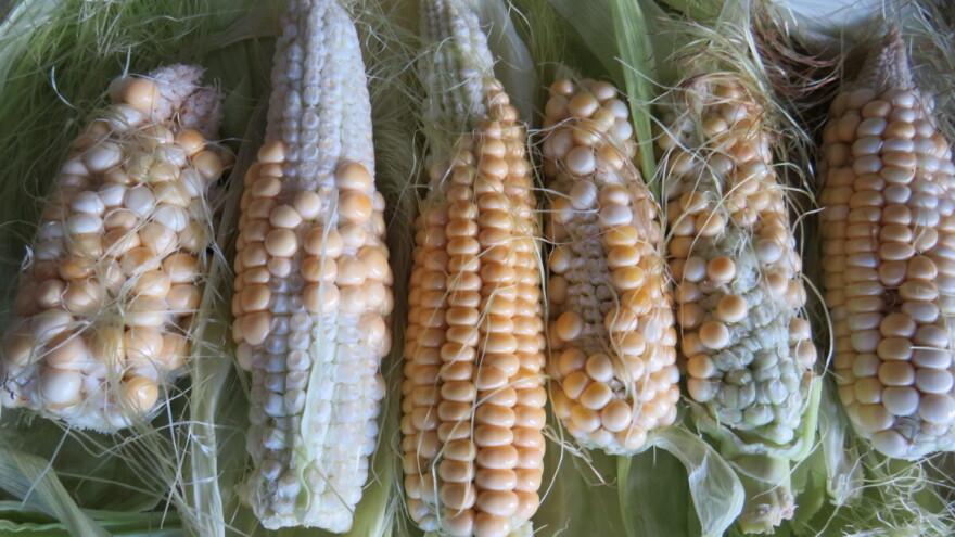 Suša "obrala" kukuruz - klipovi s tek po nekoliko zrna