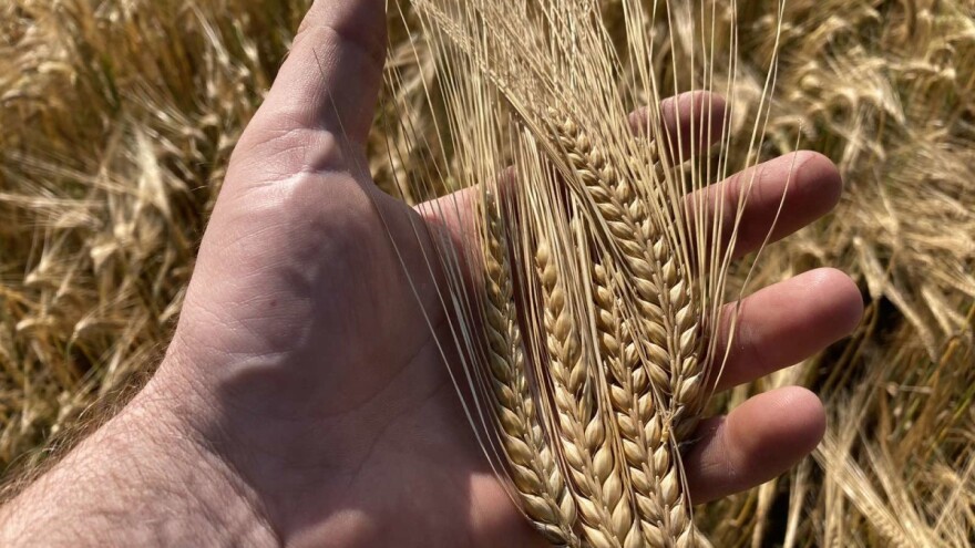 Žetva ječma: Cena duplo manja nego prošle godine?