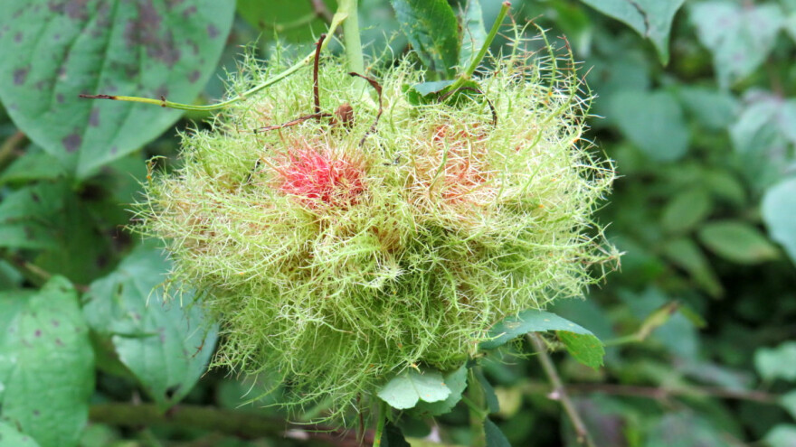 Ružina osa šiškarica raste u čupavoj loptici - škare u ruke!