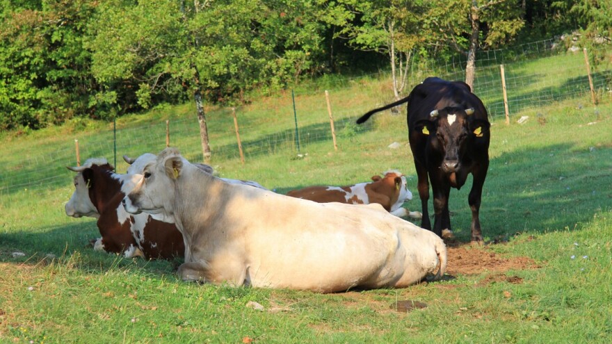 Kooperanti pred zidom: Otkup mlijeka dogovoren do kraja studenog, što nakon toga?