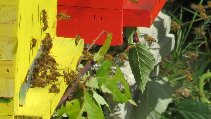 EU će zabraniti uvoz proizvoda koji sadrže dva neonikotinoidna pesticida?