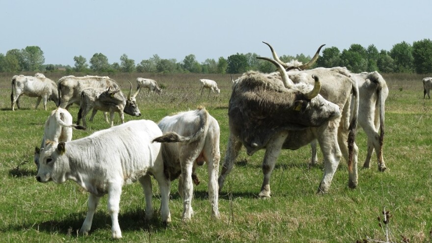 Podolsko govedo se vraća na livade i pašnjake Posavine
