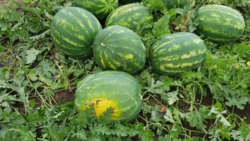 Kvalitetne lubenice zahvaljujući odgovarajućoj ishrani