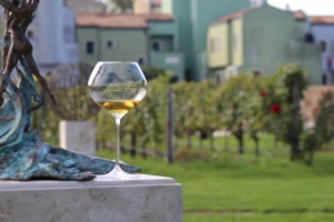 Vinograd u laguni: Turizam odlična prilika da se sačuva tradicija proizvodnje
