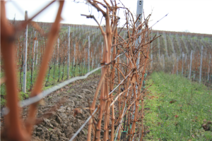 Samo 10 posto vinorodnih površina upisano u Upisnik