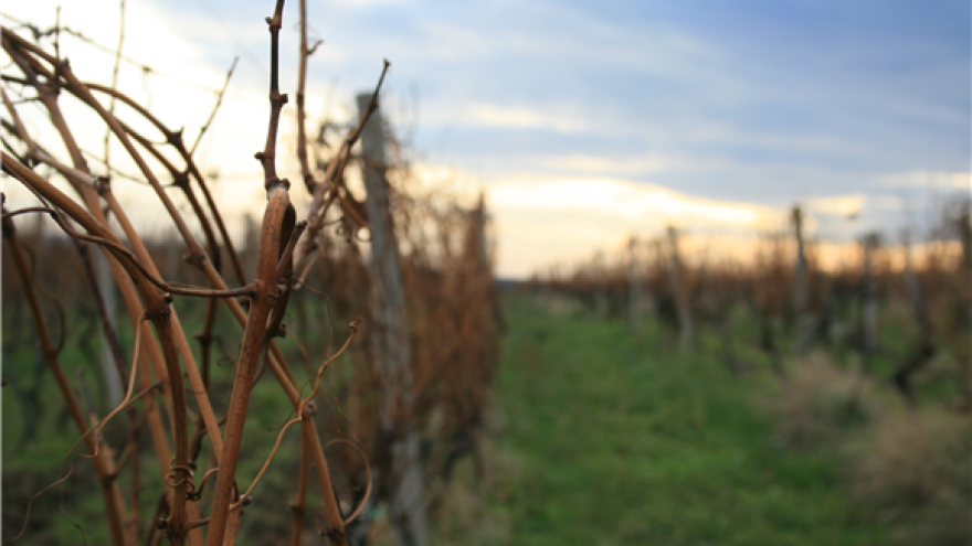Samo tri posto domaćih vina je vrhunske kvalitete