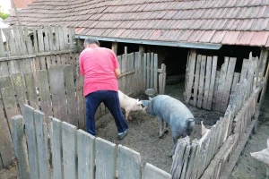 Novi slučajevi afričke svinjske kuge u Brčko distriktu