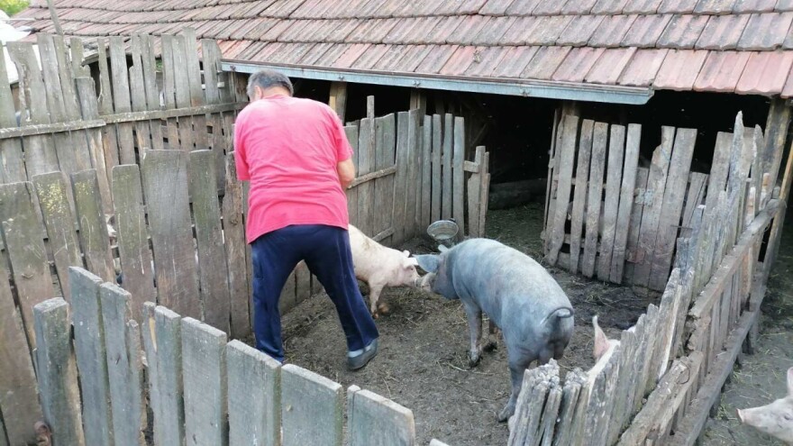 Novi slučajevi afričke svinjske kuge u Brčko distriktu