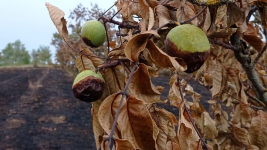 Požari bijesne i u susjedstvu: Zbog tuđe nepažnje vatra im progutala voćnjake