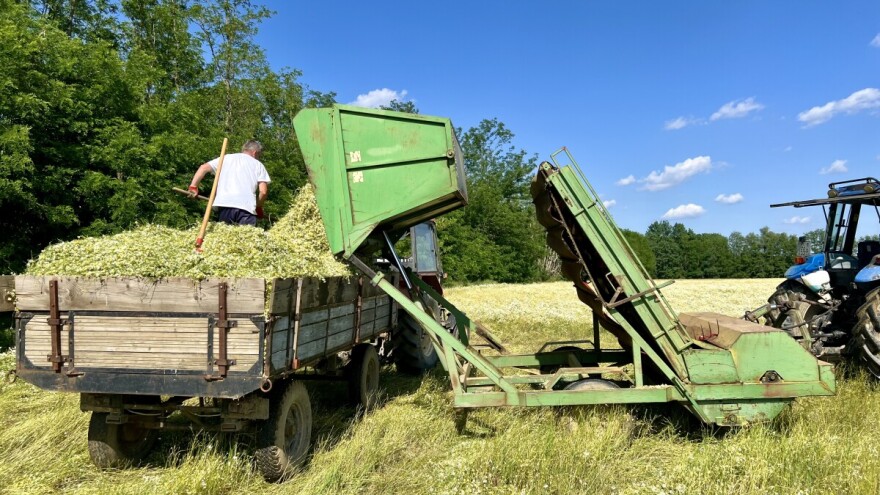 Berba kamilice u punom jeku: Prugovečki je s razlogom siju gotovo 40 godina