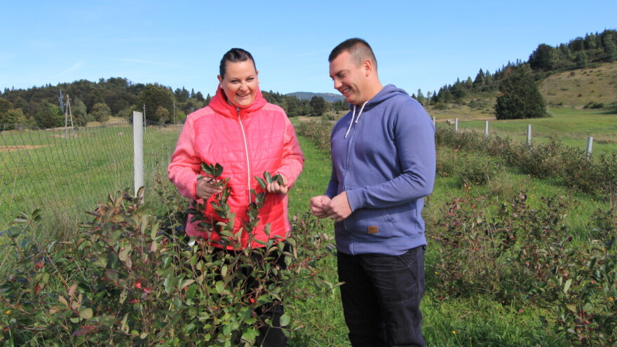 Razmišljali o lavandi, uložili u aroniju od koje na OPG Krepenc ne odustaju