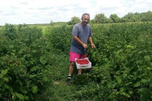 Muke poljoprivrednika u Bačkoj Palanci: Posla ima, ali radnika nema