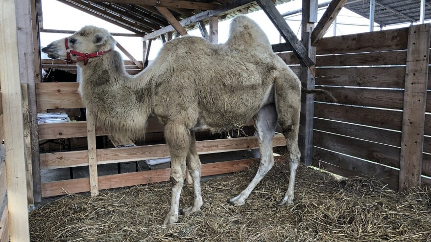 Na Bjelovarskom sajmu goveda, svinje, ali i dvogrba kamila Đurđica!