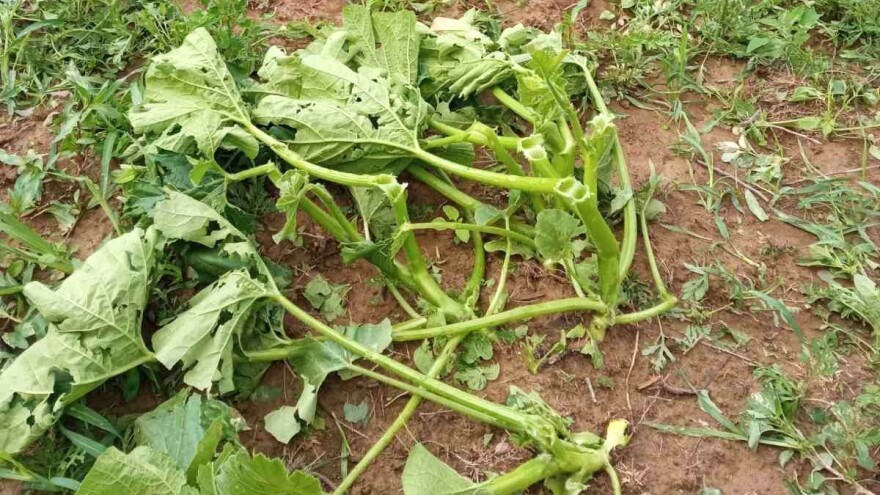 Grad poharao useve u BiH, farmeri očajni - 129 raketa nije pomoglo?