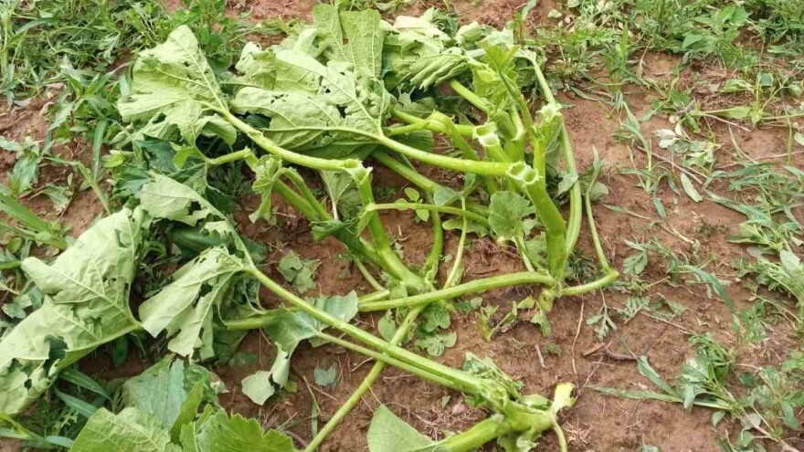 Grad poharao usjeve u Verićima, farmeri očajni: "Ovaj da poticaje, onaj ubi odozgo"