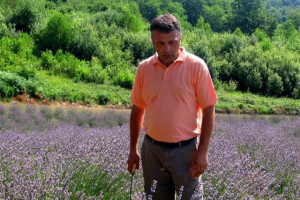 Zašto je lavanda uvijek trendi kultura?