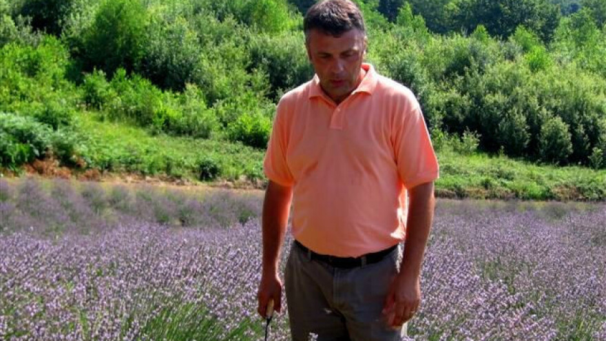 Zašto je lavanda uvijek trendi kultura?