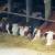 Silaža industrijske konoplje štetiti zdravlju i produktivnosti krava?