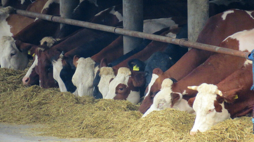 Silaža industrijske konoplje štetiti zdravlju i produktivnosti krava?