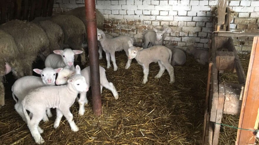 Nemanja Marjanović: Ovčarstvo je moja budućnost