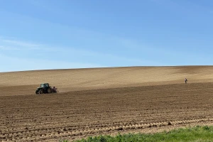 Belje obnavlja vinograde, ovog mjeseca zasađeno 22,6 hektara novih nasada