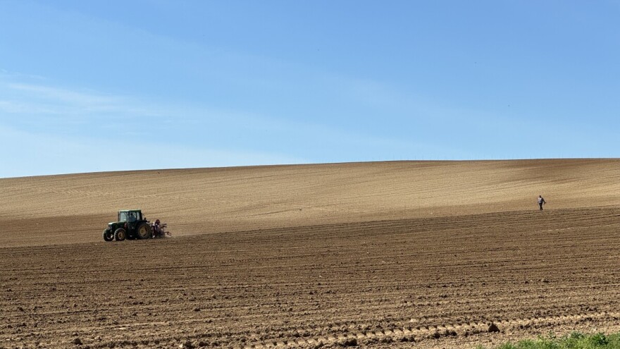 Belje obnavlja vinograde, ovog mjeseca zasađeno 22,6 hektara novih nasada