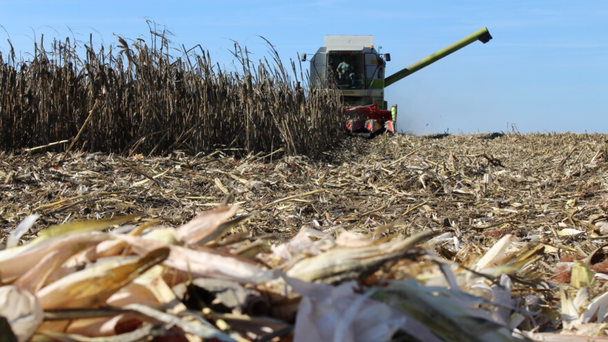 Saša Šormaz: Što vrijedi dobra cijena kada kukuruza nema?