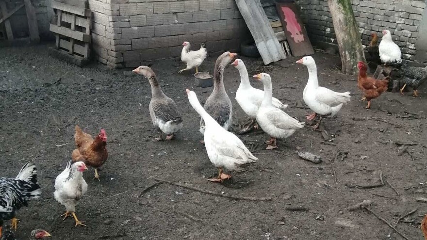 Zoran Sirovina: Seosko dvorište je moja oaza mira