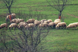 Udružili se članovi mafije i birokratije - oštetili EU za oko 5 miliona eura