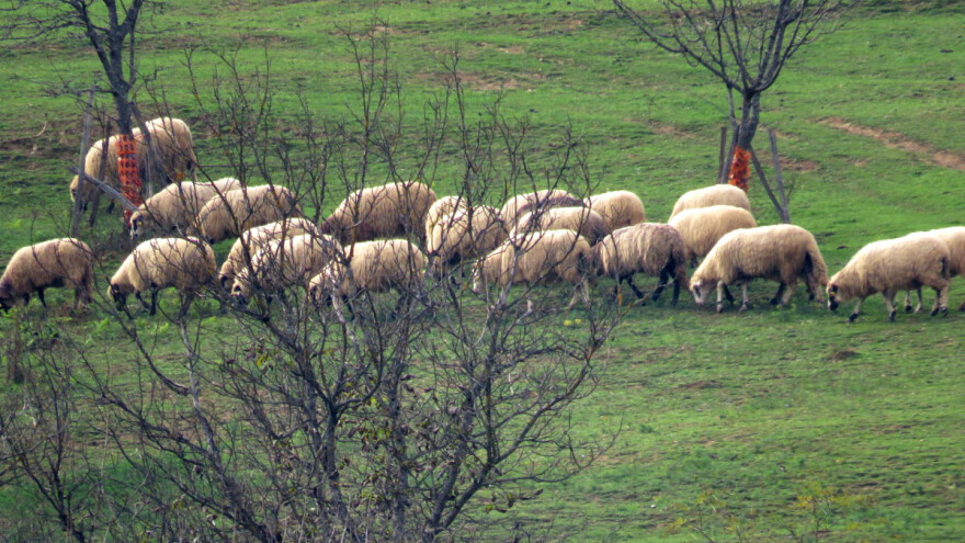Udružili se članovi mafije i birokratije - oštetili EU za oko pet miliona evra