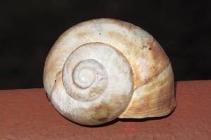 Sakupljanje i/ili otkup i izvoz puževa