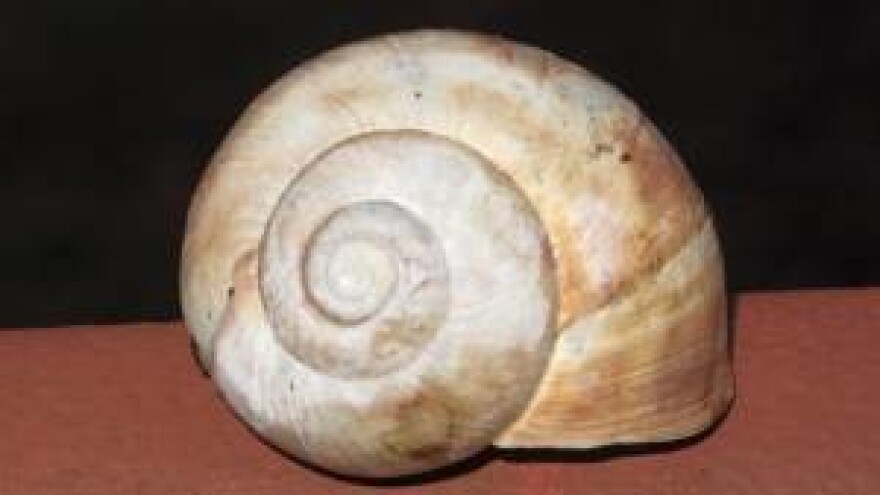 Sakupljanje i/ili otkup i izvoz puževa