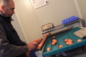 Izgradili moderan peradarnik, od jaja rade vrhunsku tjesteninu, na redu je - agroturizam