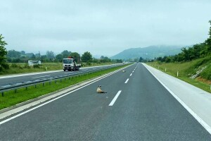 Oprez! Ovce polijegale na autoputu u Ilijašu