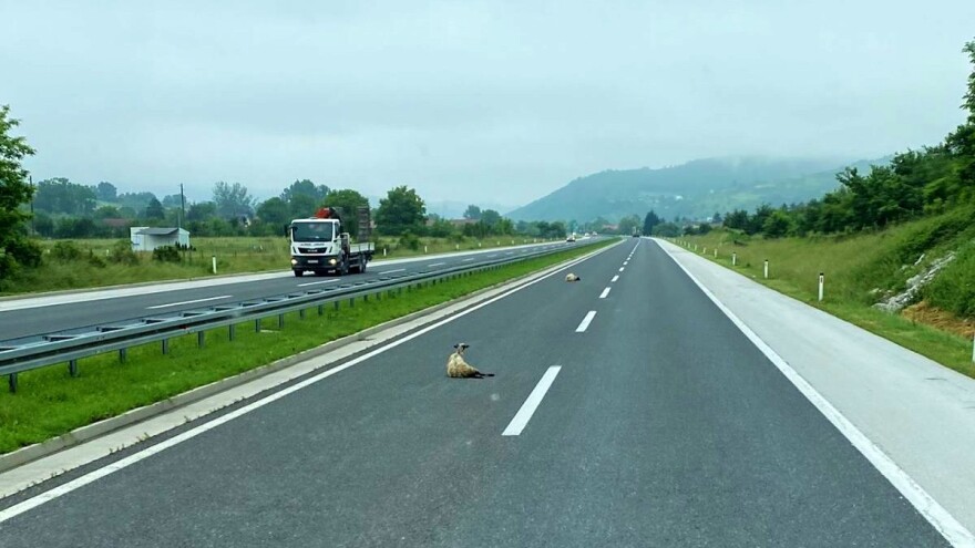 Oprez! Ovce polijegale na autoputu u Ilijašu